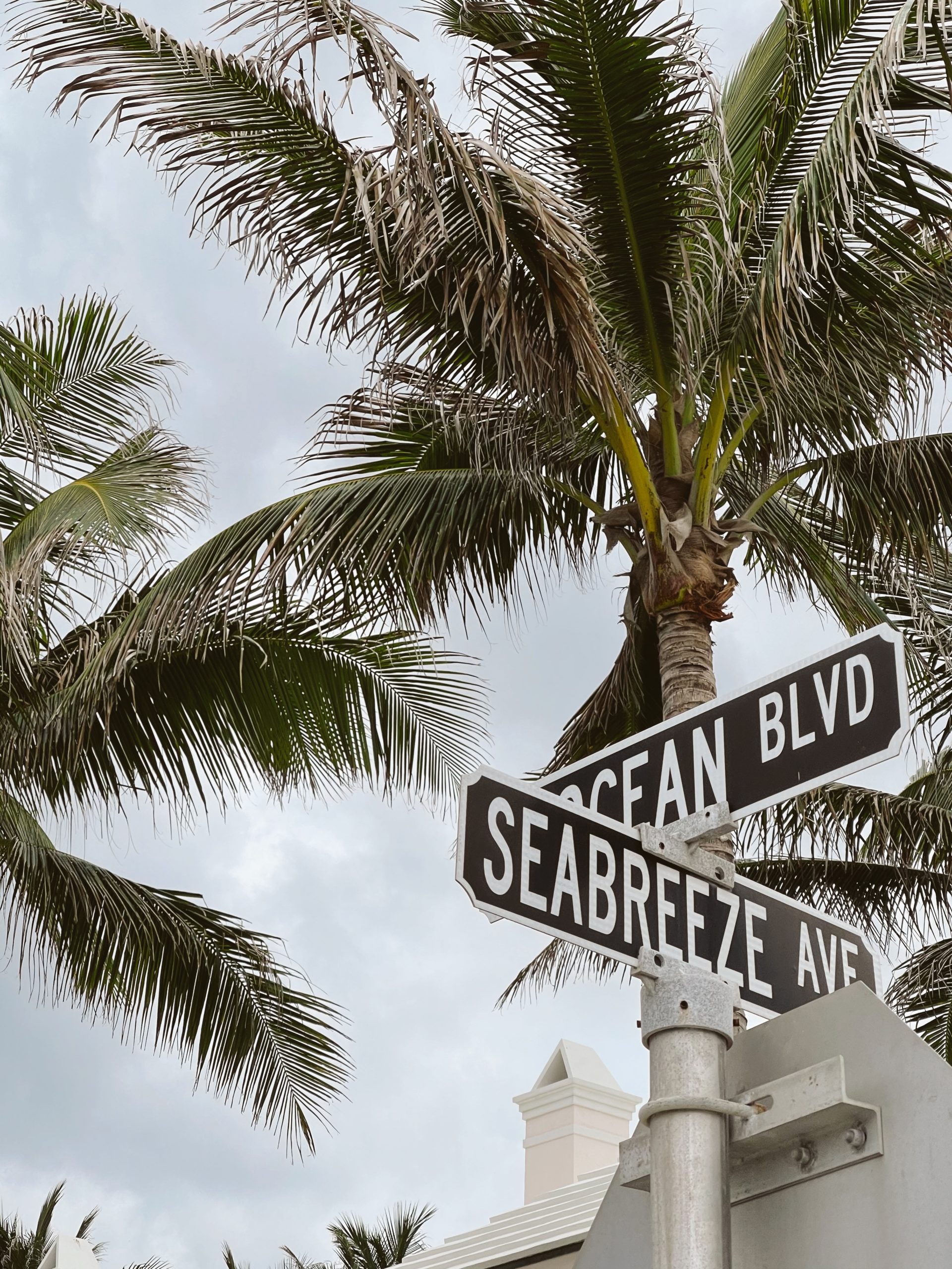 Picture of palm trees and road signs.