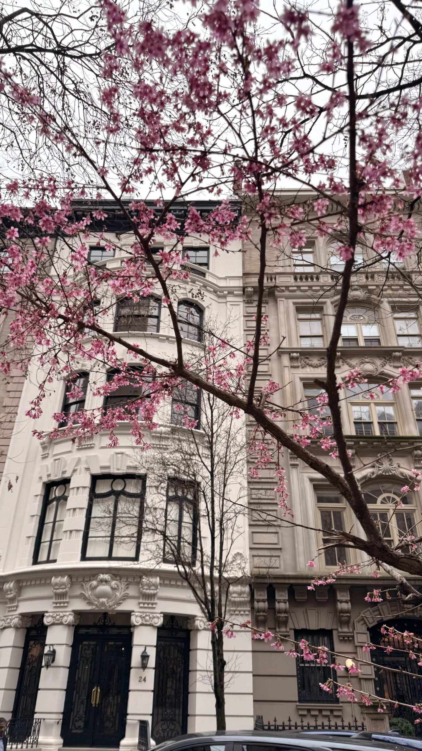 A New York City townhouse with a pretty pink tree in front of it.
