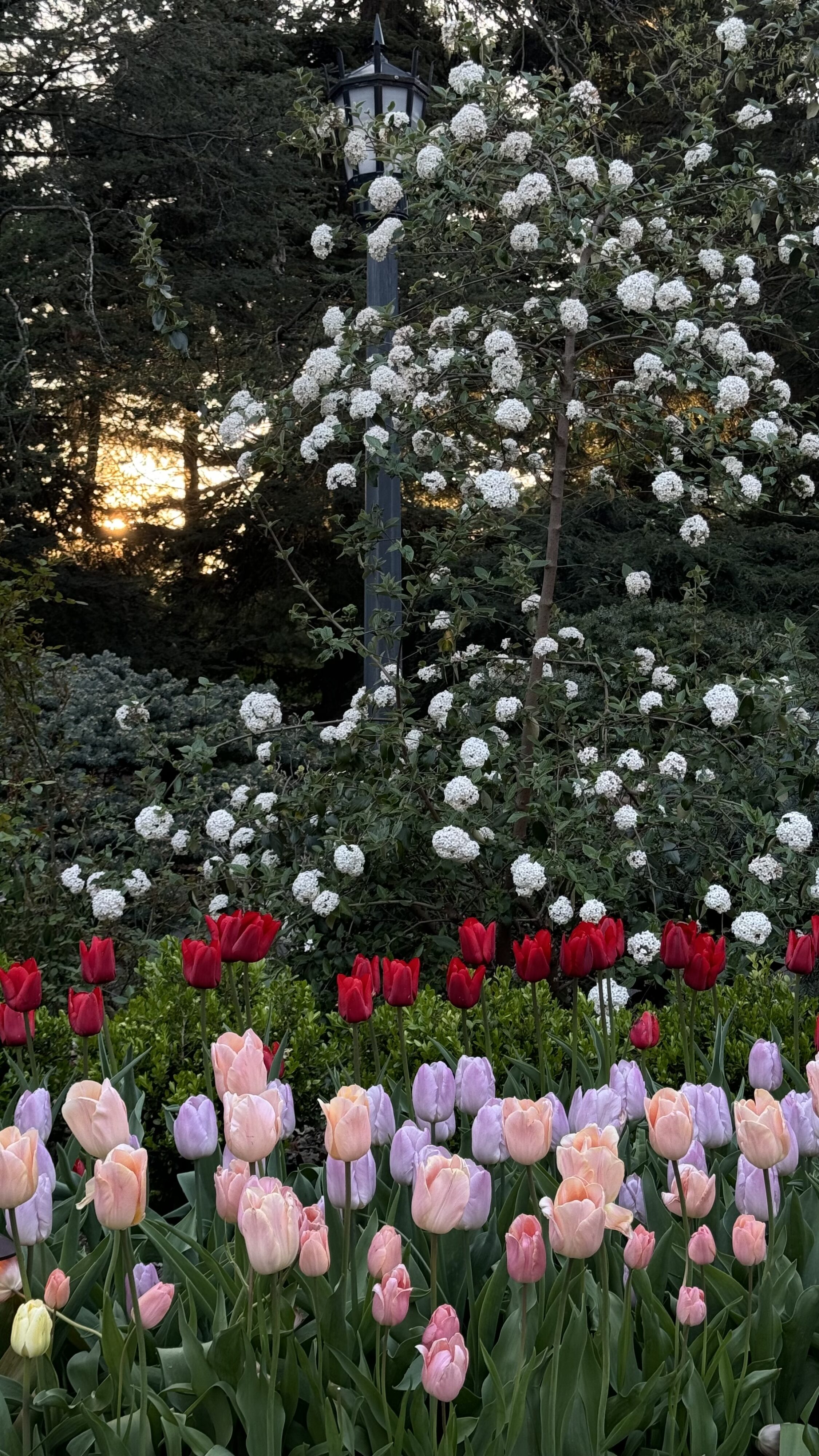 Flowers on Park Avenue.